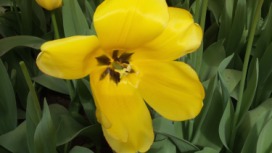 2014-04-17 Holland Tulips 44.jpg
